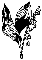 coloriage plant de muguet